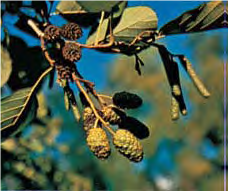 Alder - Lexicon of Forestry LoF - Forestrypedia