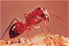Ant - Lexicon of Forestry - LoF - Forestrypedia