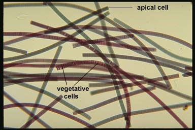 Apical cell - Lexicon of Forestry - LoF - Forestrypedia