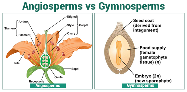 Life Cycle Of An Angiosperm (Seminar) - Angiosperms-and-Gymnosperms - Forestrypedia