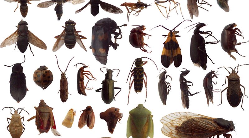 Classification of Bugs - forestrypedia.com