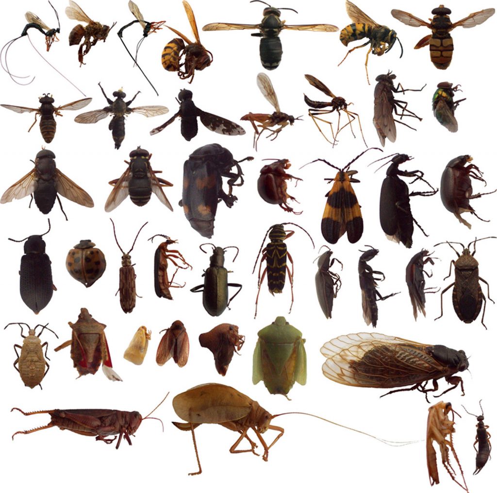 Classification of Bugs Forestrypedia