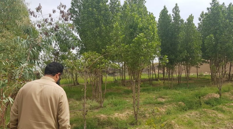 Status of Conocarpus Tree in Pakistan especially in Karachi | Alternatives of Concarpus - forestrypedia.com