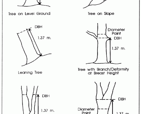 Diameter Measurement - Forestrypedia