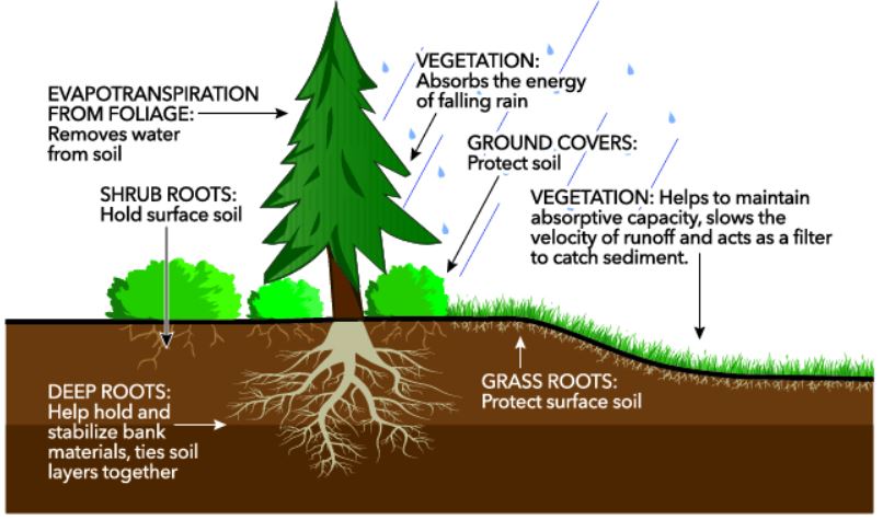 Erosion - Types, Phases, Agents, and Effects - Forestrypedia