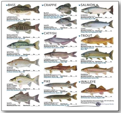 Types of Fish Found in Pakistan - Wildlife - Forestrypedia