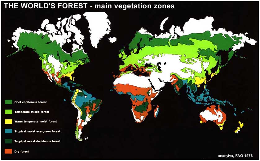 Evergreen Forest Map