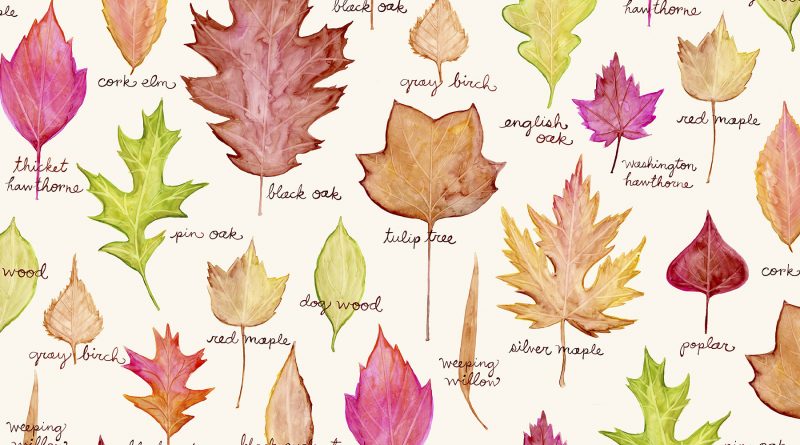 Leaf Collection - Forestrypedia