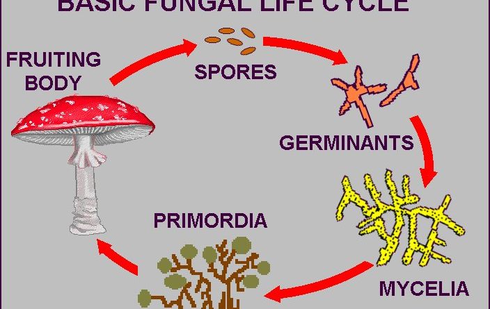 Mycology - Forestrypedia