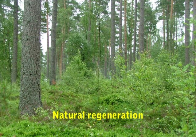 Natural Regeneration - Forestrypedia