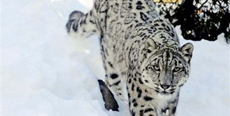 Snow Leopard - Endangered Fauna and Flora of Pakistan - Forestrypedia