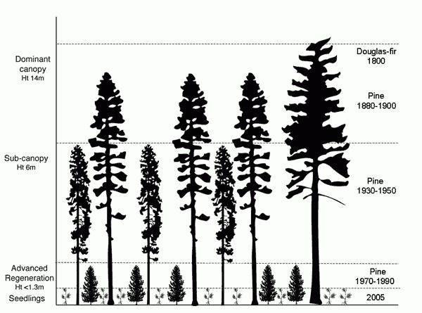 Choice of Silviculture System - Forestrypedia