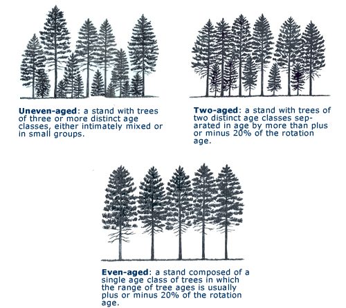Two Storied High Forest - Forestrypedia