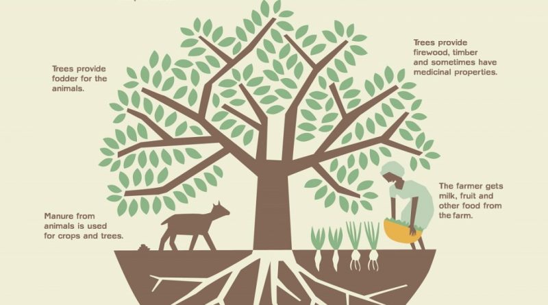 Agroforestry System - forestrypedia