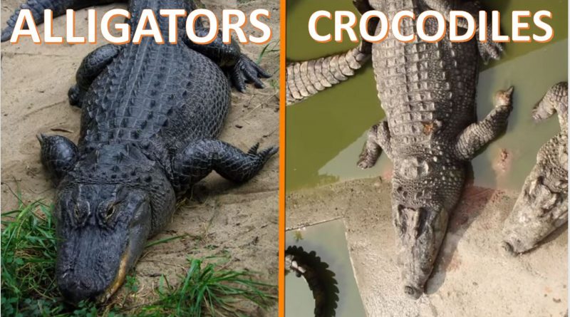 Alligators Vs Crocodiles - Forestrypedia