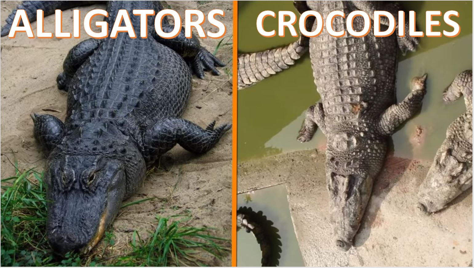 How Crocodiles Differ from Alligators / Bright Side