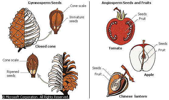 Angiosperms Vs Gymnosperms - Forestrypedia