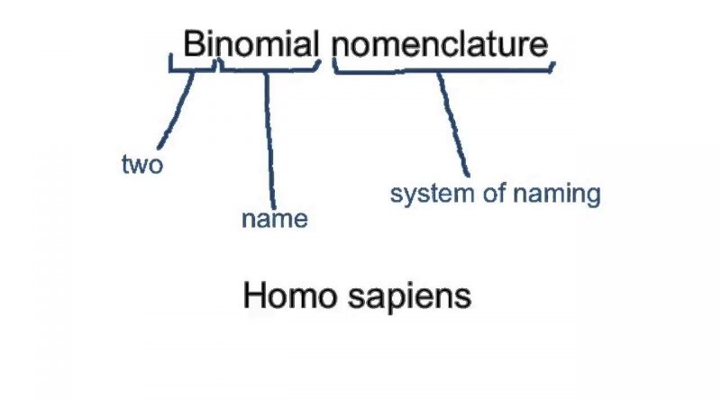Binomial nomenclature - Forestrypedia
