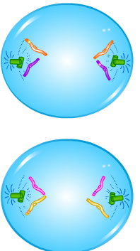 Cell Division - Meiosis - Anaphase II - Forestrypedia