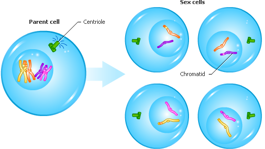 Cell Division - Meiosis - Forestrypedia