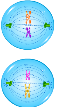 Cell Division - Meiosis - Metaphase II - Forestrypedia