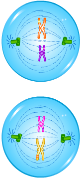 Cell Division - Meiosis - Prophase II - Forestrypedia