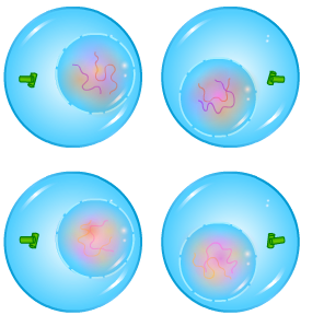 Cell Division - Meiosis - Telophase II - Forestrypedia