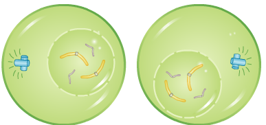 Cell Division - Telophase 1 - Forestrypedia