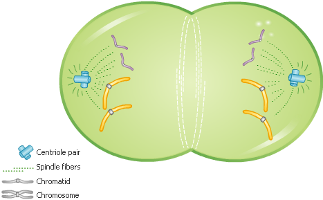 Cell Division - Telophase - Forestrypedia