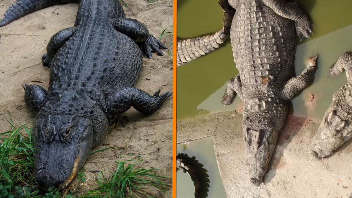 Crocodiles Vs Alligators 1 - Forestrypedia
