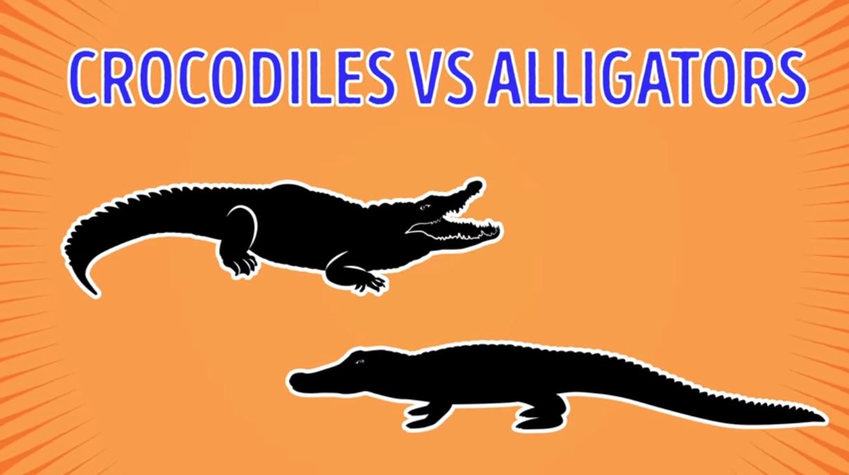 Crocodiles Vs Alligators - Forestrypedia