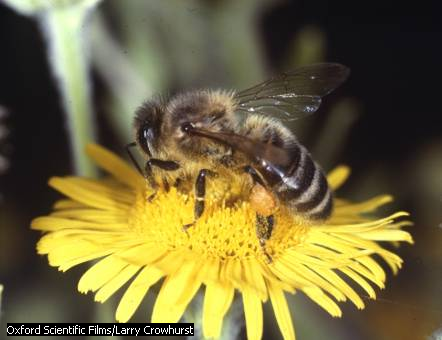 Cross Pollination - Forestrypedia