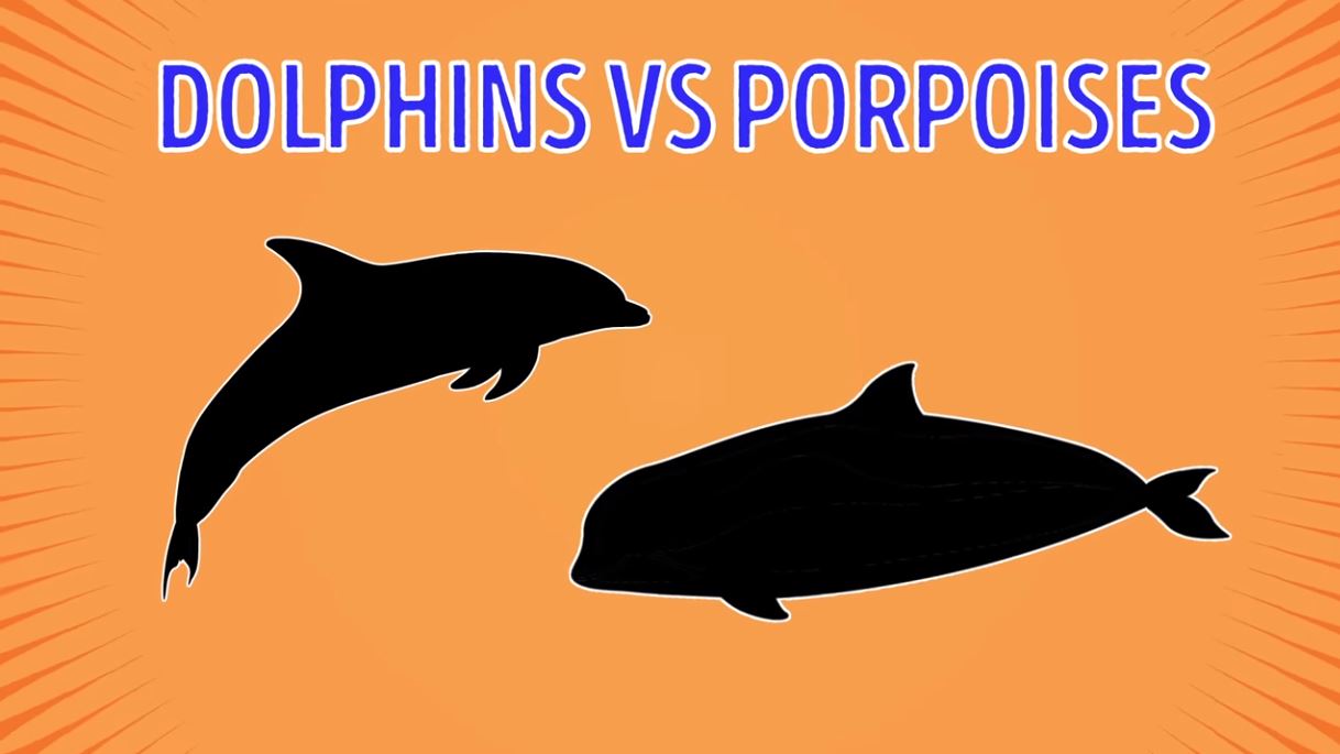 Dolphins Vs Porpoises - Forestrypedia