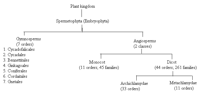 ENGLER AND PRANTL’S SYSTEM - Forestrypedia