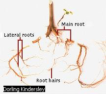 Fibrous Roots - Forestrypedia