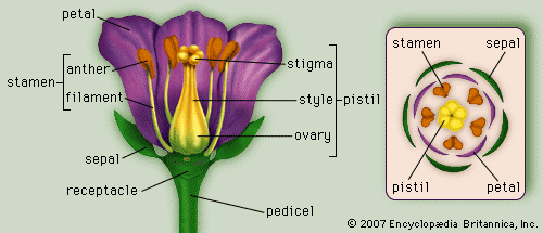 Floral Diagram - Forestrypedia