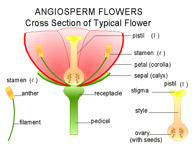 Flower - Forestrypedia