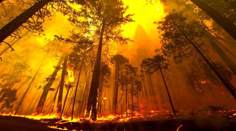 Forest Fires - Causes, Types, Effects and Factors - forestrypedia.com