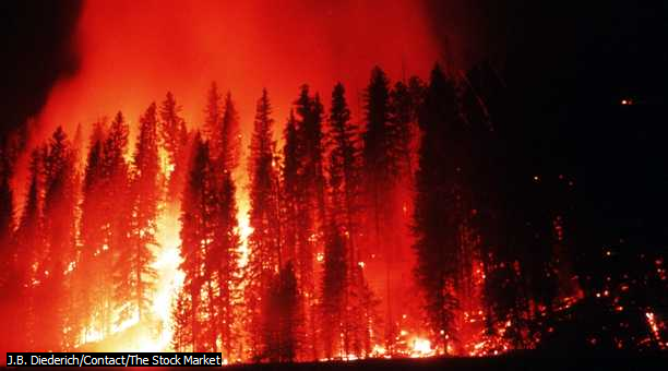 Hydrological Effects of Burning and Forest Fires - Forest Fire (Seminar) - Forestrypedia