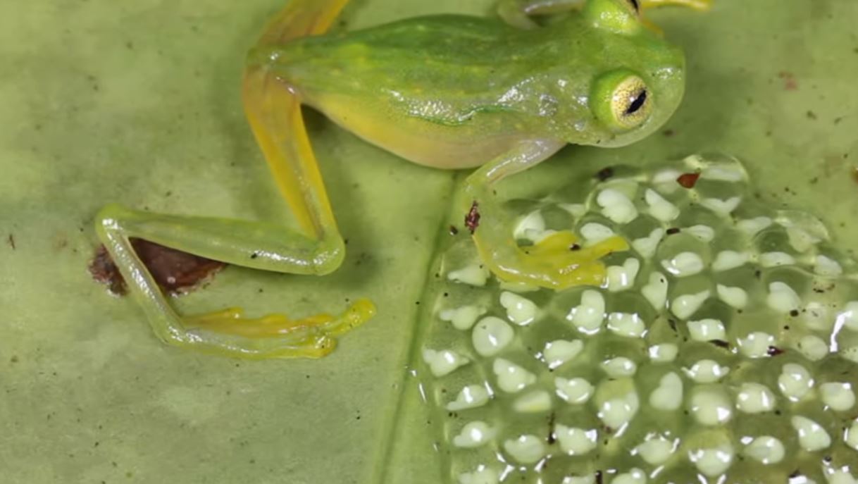 Frogs Eggs - Forestrypedia