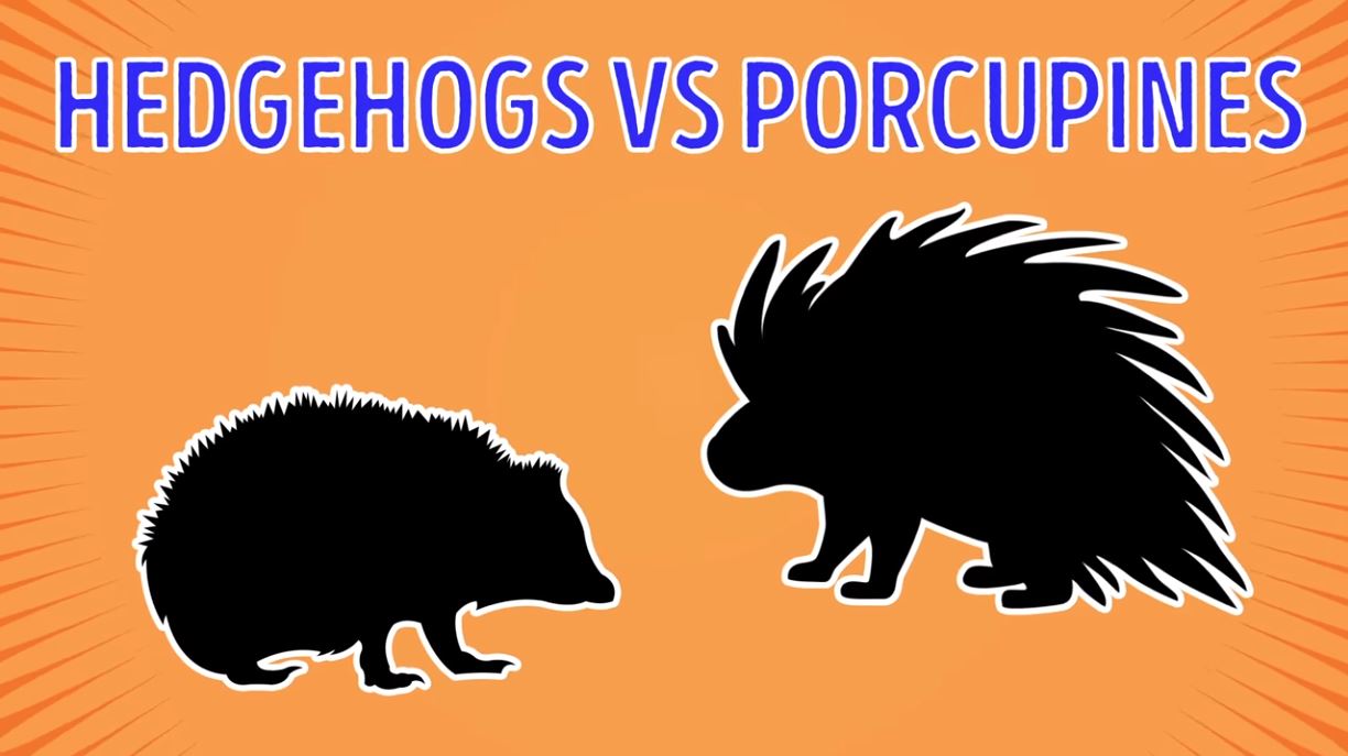Hedgehogs vs Porcupines - Forestrypedia