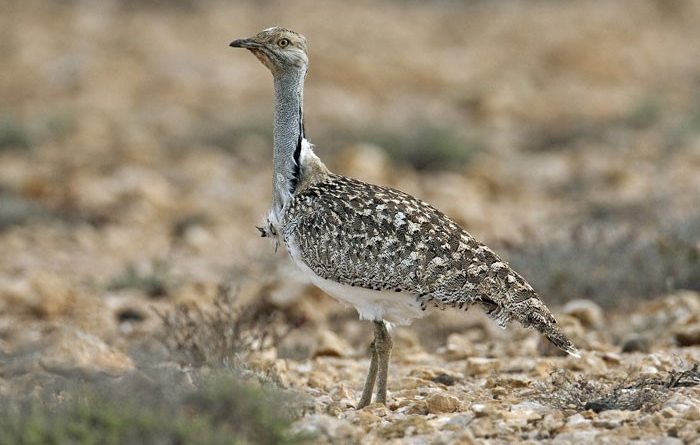 Ecology and Threats to Houbara Bustard in Nag Valley District Washuk Balochistan (Thesis) - Forestrypedia