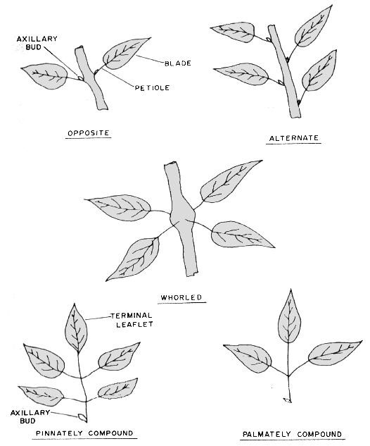 Leaf Arrangements - Forestrypedia