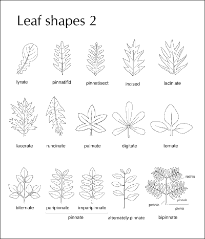 Leaf - Compound - Forestrypedia