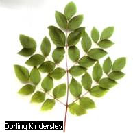 Leaf Kind - Forestrypedia