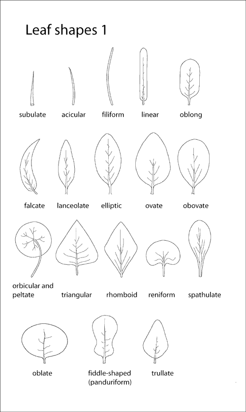 Leaf - Simple - Forestrypedia