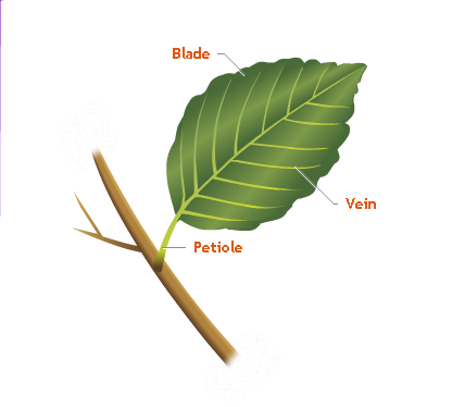 Leaf - Forestrypedia