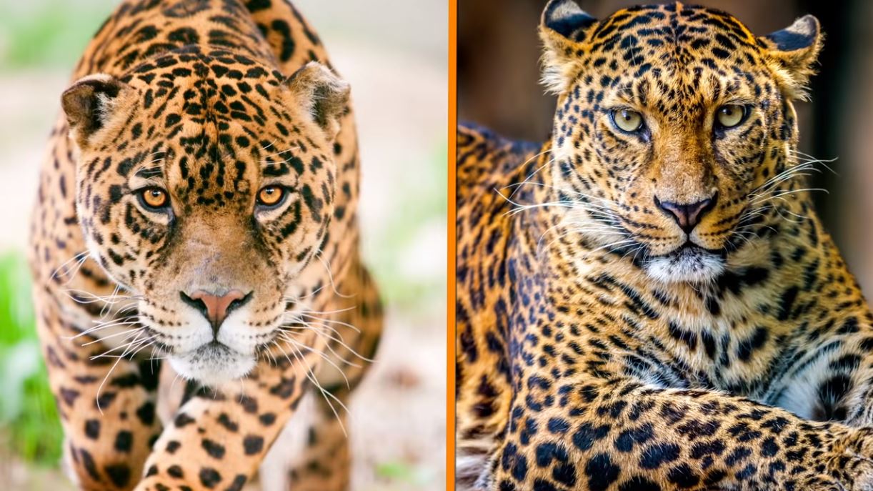 Leopards Vs Jaguars 1 - Forestrypedia