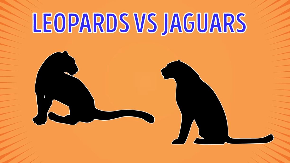Leopards Vs Jaguars - Forestrypedia