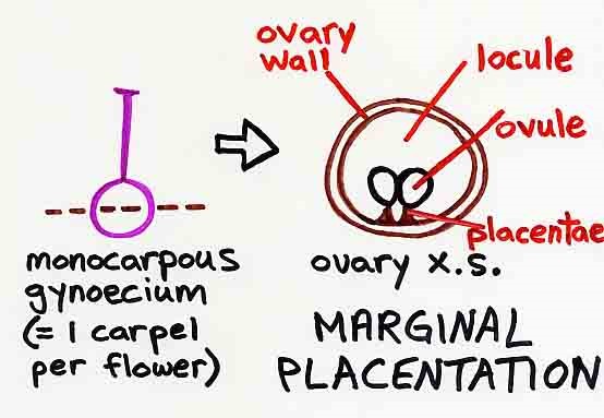 Marginal Placentation - Forestrypedia